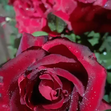 Bibic A Kápolnásnyék