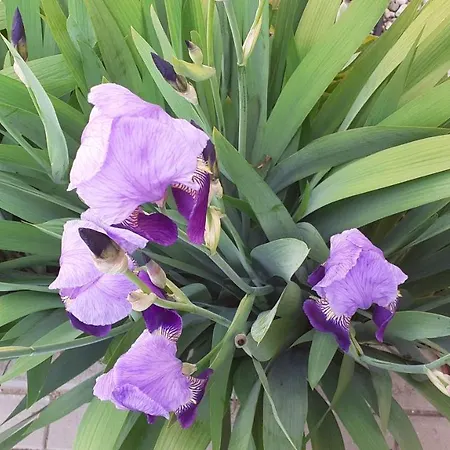 Bibic A Kápolnásnyék